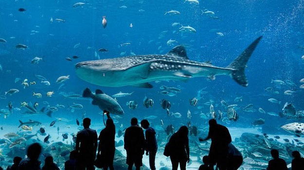 Вьетнам: в развлекательном парке в Хошимине строят гигантский аквариум тур во Вьетнам